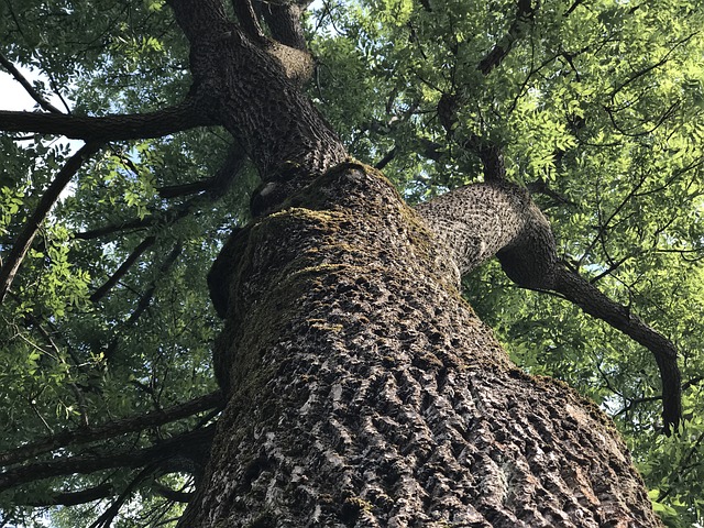Portland, Oregon Maple Tree Accuses Local Resident of Inappropriate ...